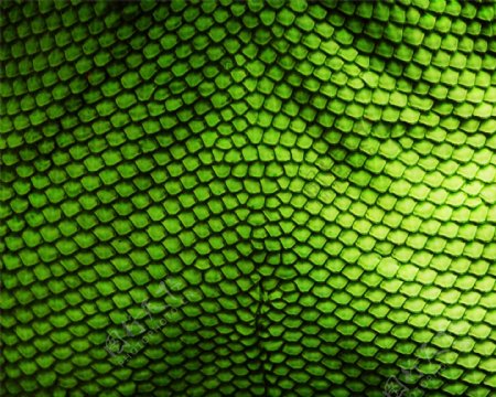 绿色鳞片动物填充纹理背景素材