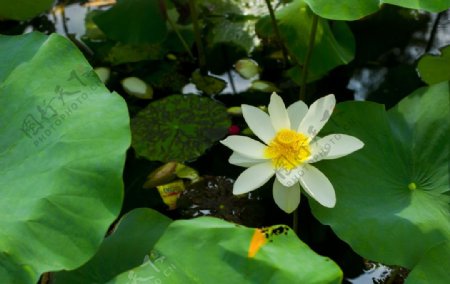 荷花荷花池池塘洪湖公园