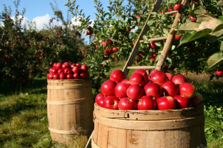 果园里采摘的红苹果