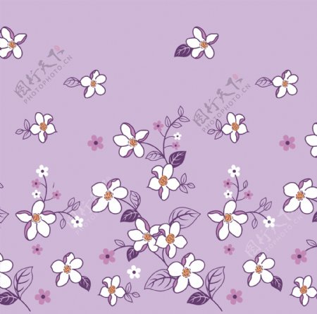 紫叶白花