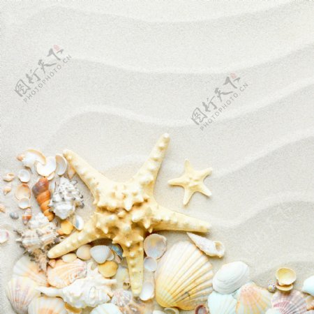 沙滩海星