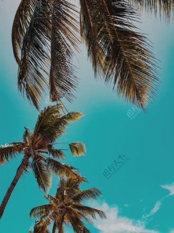 美丽海岛与椰树