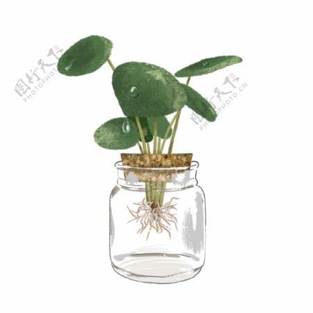 水培植物元素清新简约手绘盆栽素材玻璃瓶