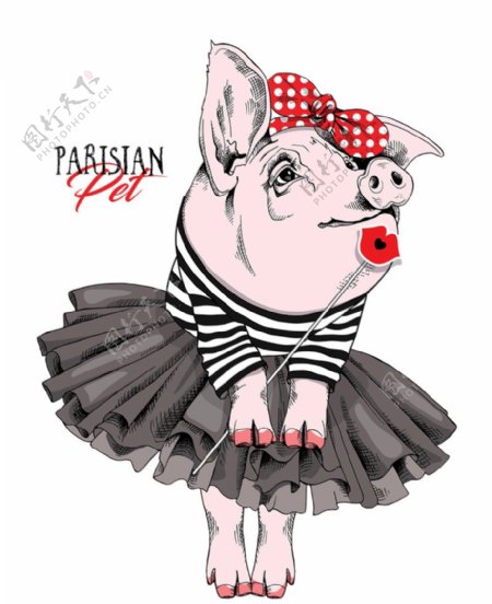 穿裙子的猪