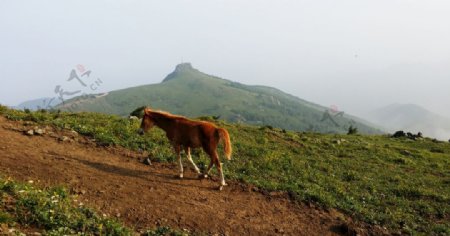 北京灵山上的马