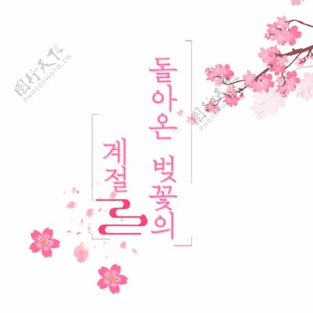 樱花季回到韩国