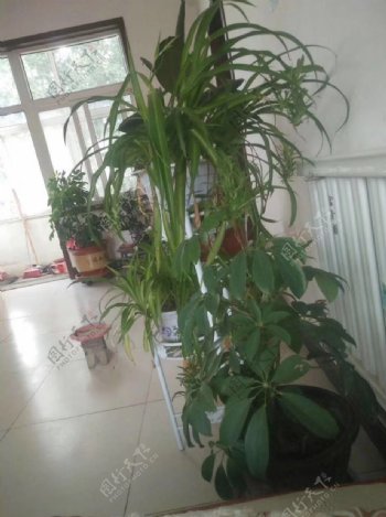 室内盆栽植物