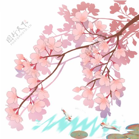 日本春天樱花锦鲤池塘风景