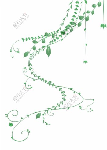 植物叶枝枝藤插画