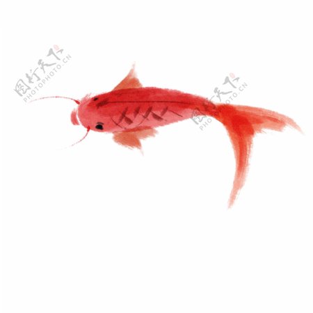 水墨红色鲤鱼插画