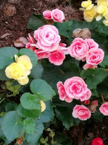 玫瑰海棠花