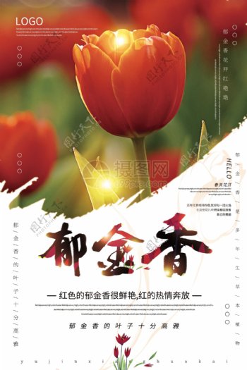 清新大气郁金香春季赏花海报