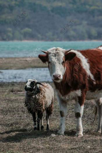 牛牛和羊自然和谐相处