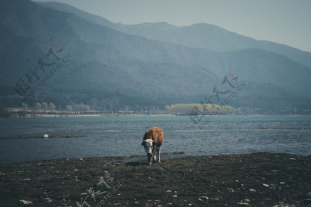 农民家在湖边的小奶牛