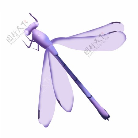 浪漫飞舞紫色蜻蜓