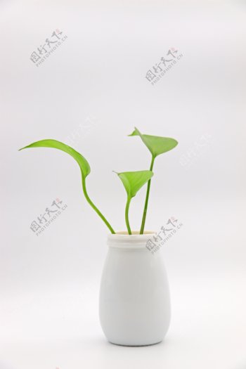 摄影图实物图简约清新白色花瓶植物叶子