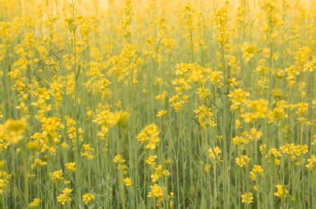 油菜花海小黄花花朵背景