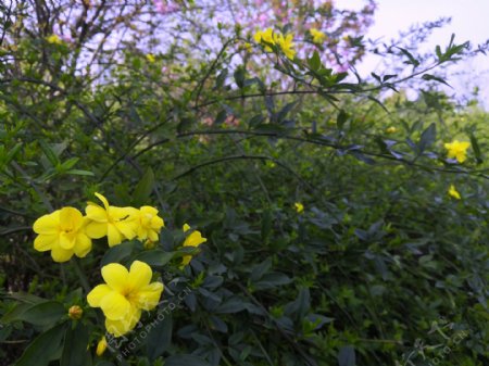 春天绿丛中的小黄花