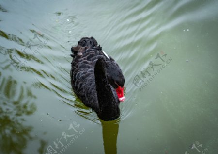动物黑天鹅游水摄影