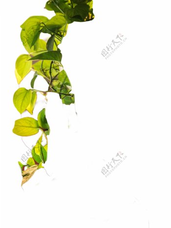 绿色吊兰植物装饰