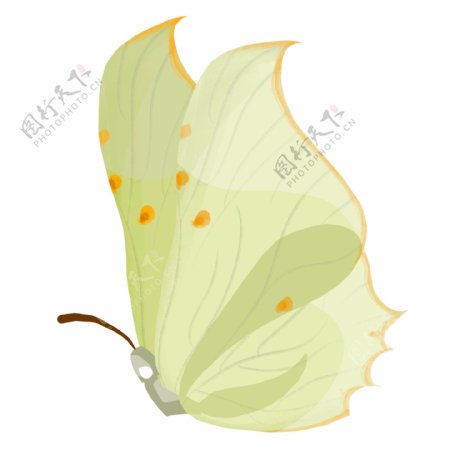浅黄色的昆虫蝴蝶插画