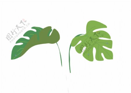两片大叶子树枝插画