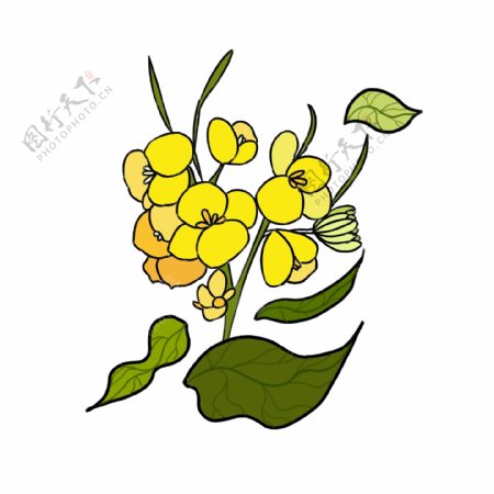 油菜花植物花瓣插画