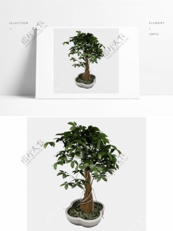 精细植物树木模型