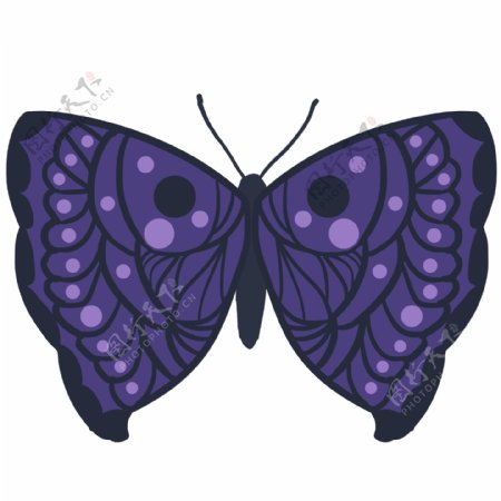 紫色斑点蝴蝶