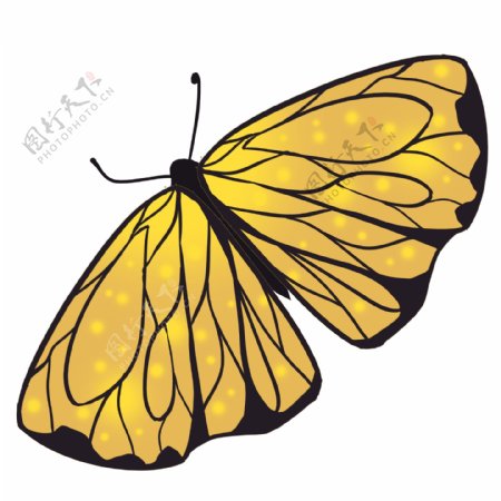 黄黑色蝴蝶