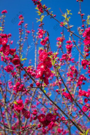 桃花树植物商用摄影