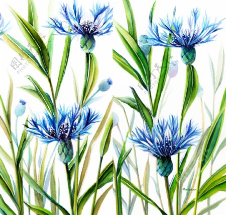 蓝色野菊花插图