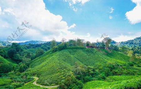马来西亚高山茶园BOH