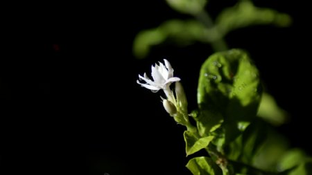 茉莉花开