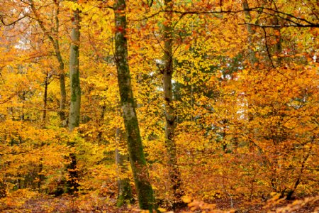 秋季金黄森林树木