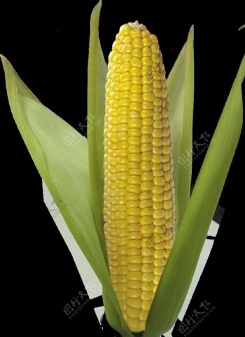 玉米