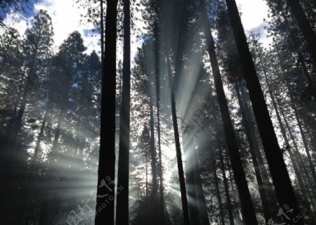 森林的生命之光