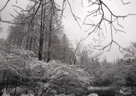 西湖断桥残雪西湖美景冬季