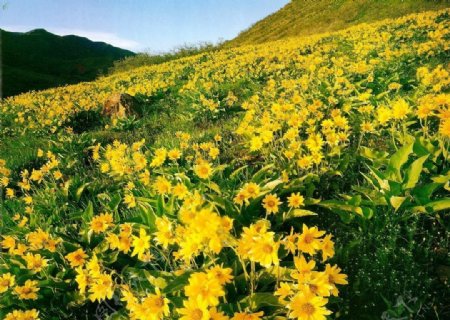 漫山遍野的黄花