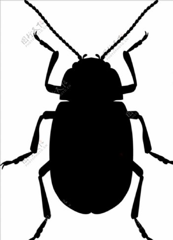 昆虫系列小甲虫剪影