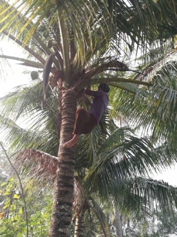 海南椰子水果椰树热带植