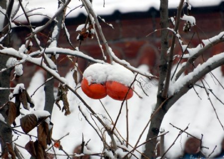 冬天柿子