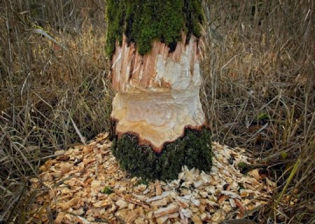啮齿动物破坏树木