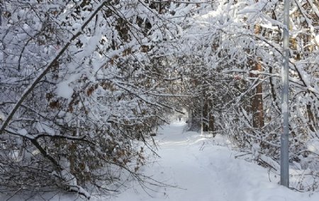 冬天树林小道