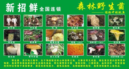 野生菌猴头菇鸡枞菌