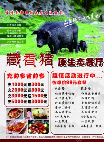 藏香猪海报