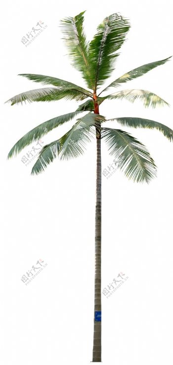 虎尾椰子