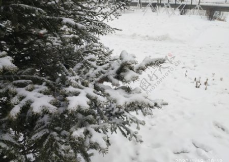 雪白雪雪地树冬天