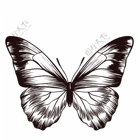素描绘画昆虫蝴蝶