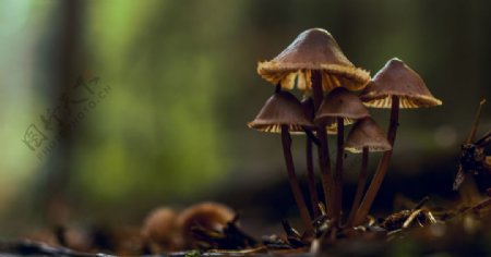 森林里的野生菌菇